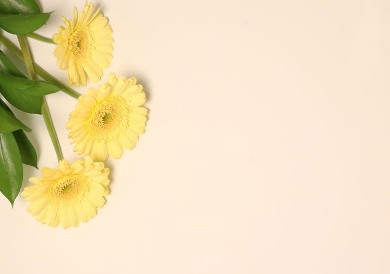 3本のガーベラの花