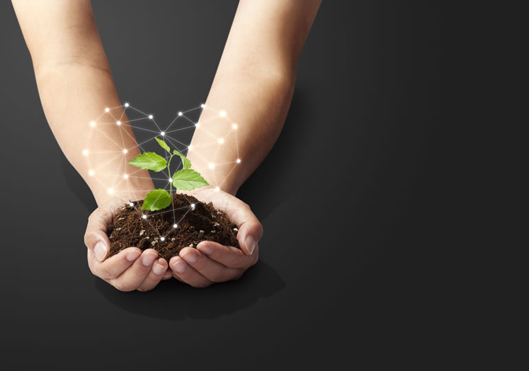 樹木葬の苗木を持つ手元