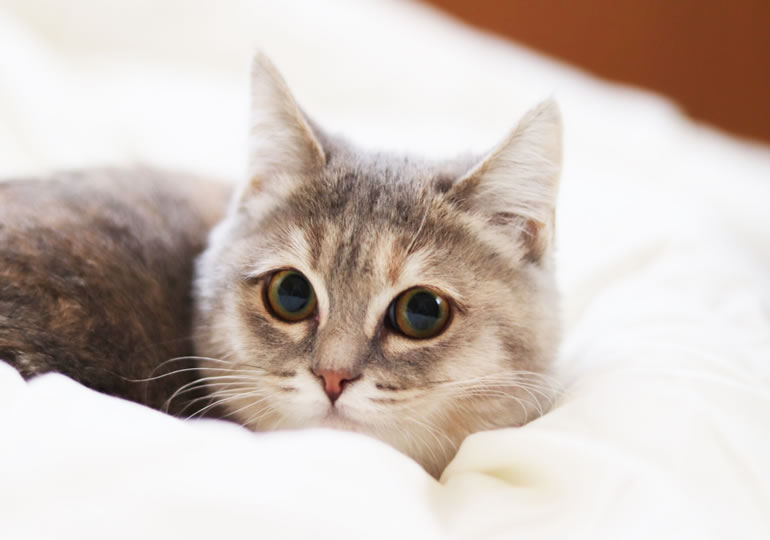 こちらを見つめる猫