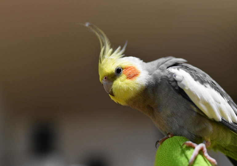 飼い主の頭に乗るオカメインコ