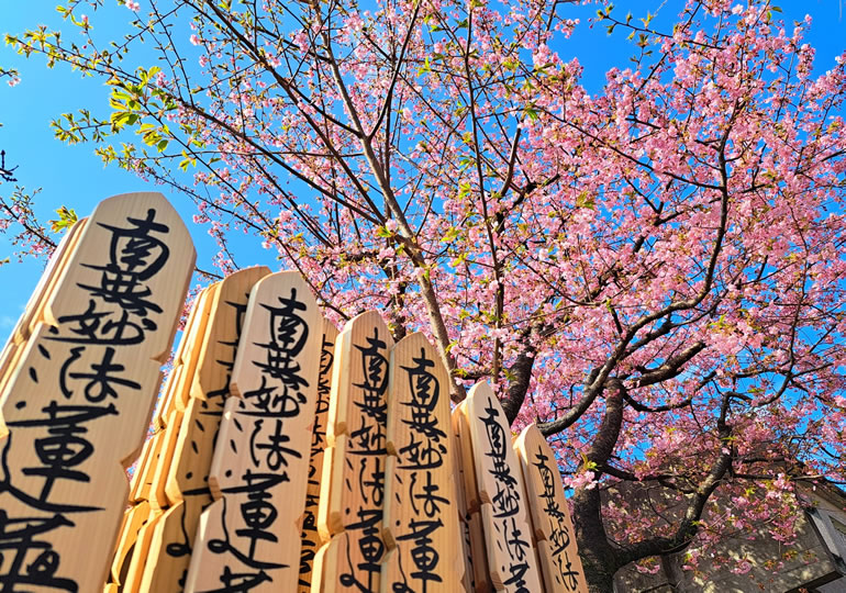 桜の木の下に並ぶ沢山の塔婆