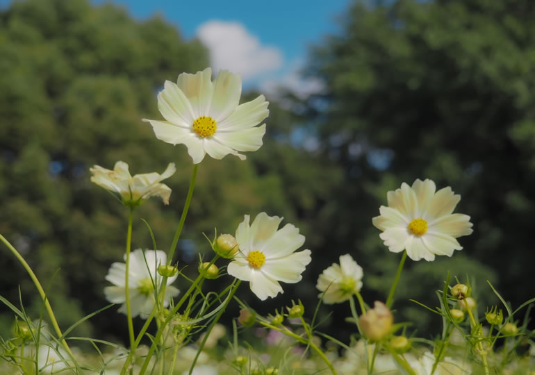 樹木葬のイメージでコスモスの花が咲いている野原