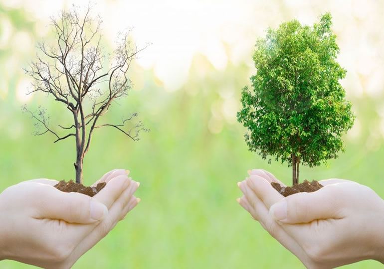 枯れた木の樹木葬のイメージ画像