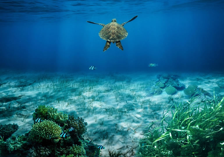 海底を泳ぐウミガメの後ろ姿の画像