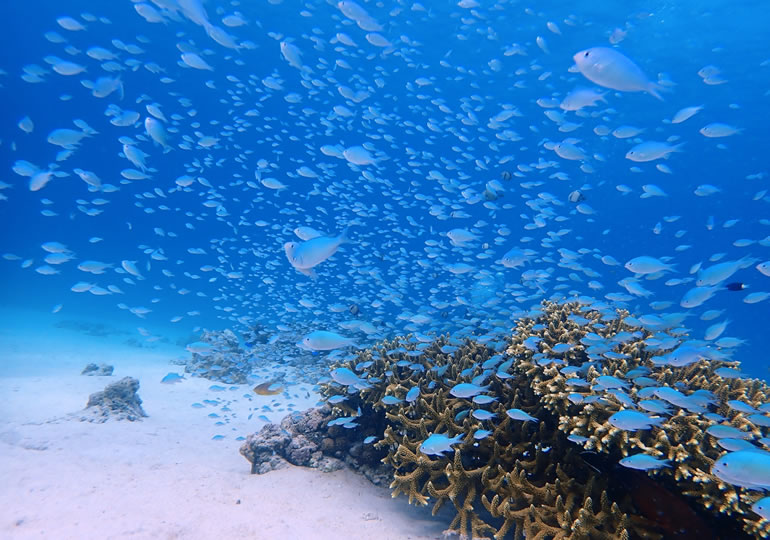 海洋散骨した美しい海底