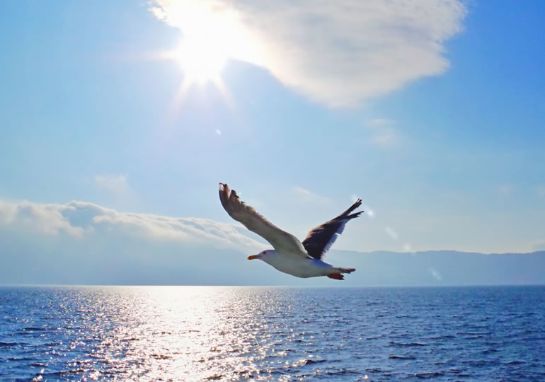 静かな海の上を気持ちよさそうに大空を飛ぶカモメ