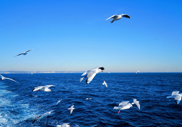東京湾の大空を飛ぶカモメ