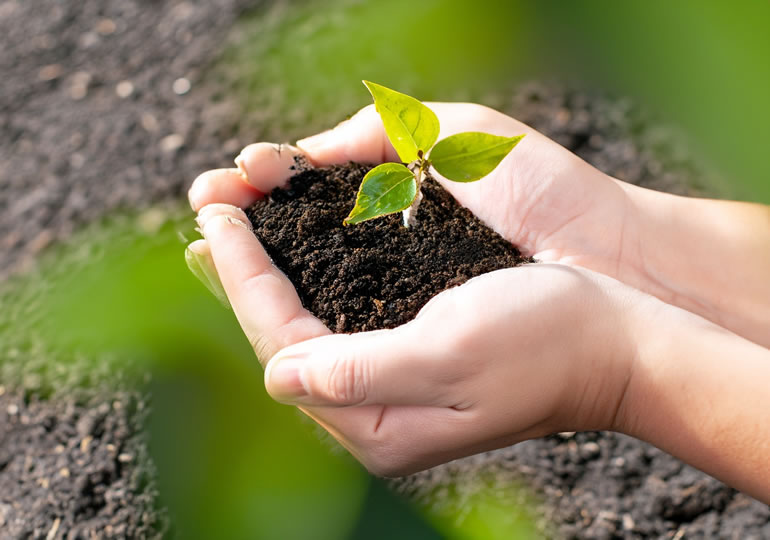 花壇から芽が出た苗木