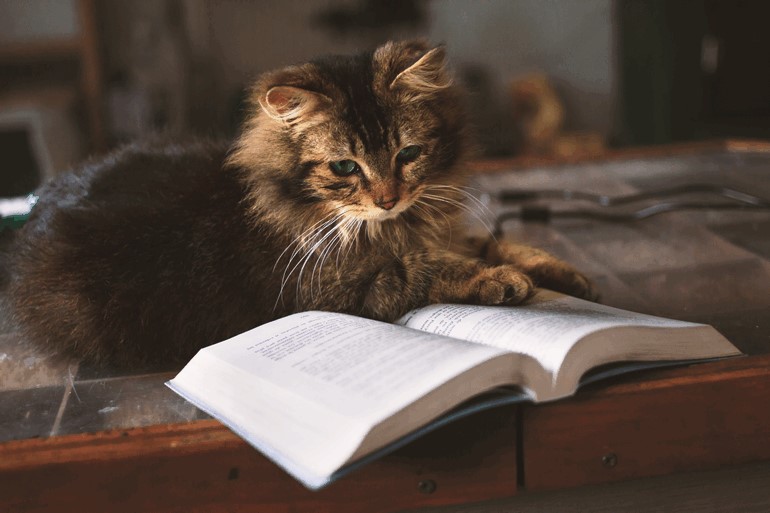 テーブルの上で本を読む猫