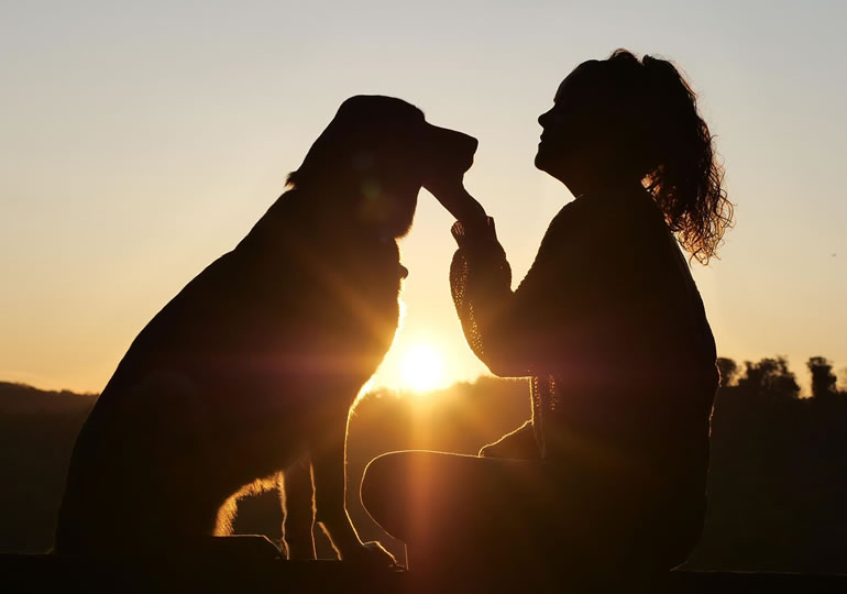 大型犬を撫でる女性のシルエット