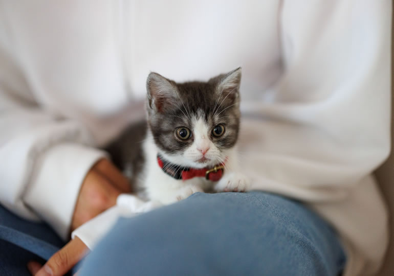 子猫を膝の上に乗せる男性