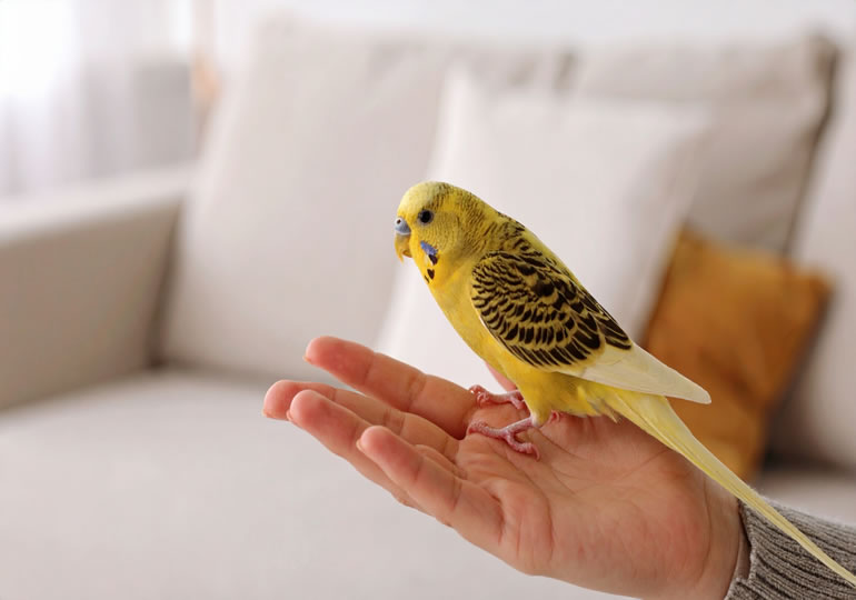 ペットのインコと遊ぶ男性