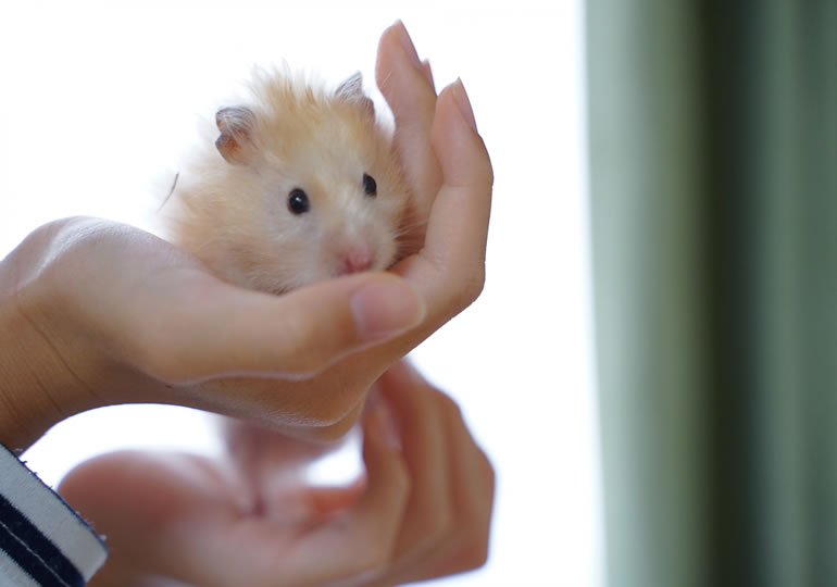 ペットのハムスターを手のひらで包み込む女性