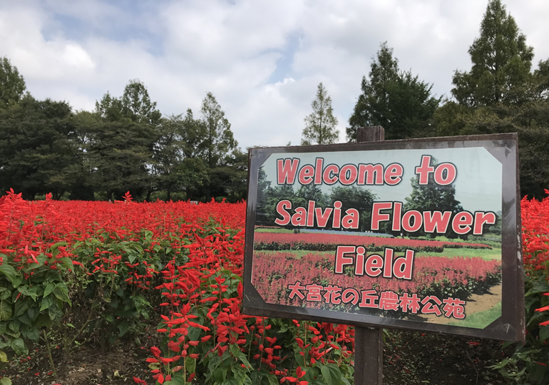 さいたま市西区の街並み
