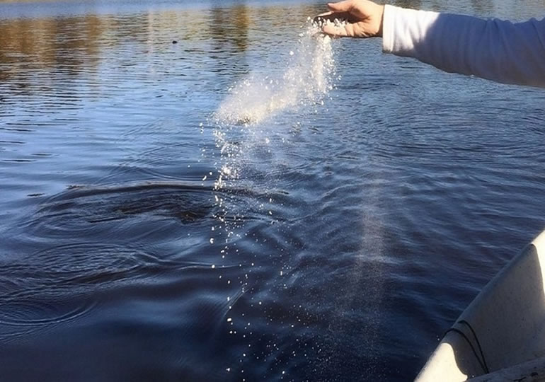 遺骨を海に散骨する女性の手元