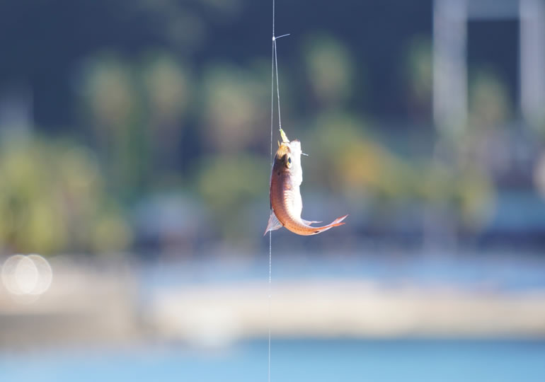 海釣りで釣り上げられた小さな魚