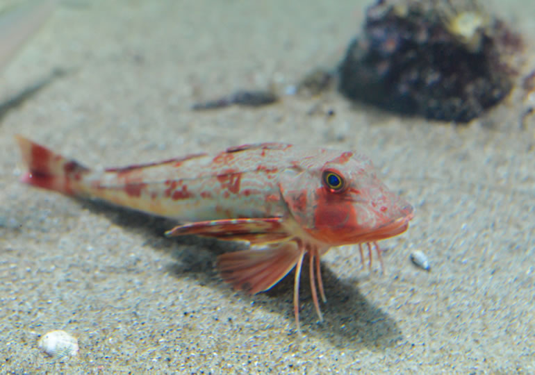 海底の砂の上で餌を待つ魚