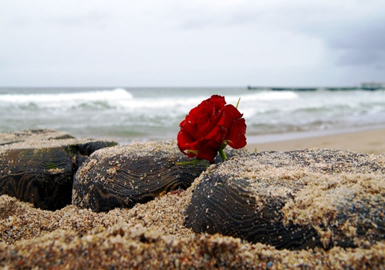 浜辺に置かれた薔薇の花
